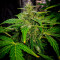 Auto AK XXL Seeds - Cannabis Strain Seeds for Sale