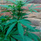 Fast Bud Seeds - Cannabis Strain Seeds for Sale