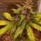 C4 Seeds - Cannabis Strain Seeds for Sale