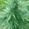 Venta de LSD Auto (Barney's Farm) | Semillas de marihuana feminizadas