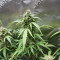 Sementes Feminizadas de Sour Diesel Autoflower (Seedkeepers)