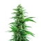 Acapulco Gold Seeds