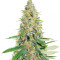 Afghan Kush feminized seeds
