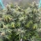 Apollo Feminized Seeds (Brothers Grimm Seeds)