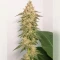 Black Cherry Gushers Seeds