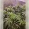 Black Cherry Gushers Seeds