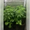 Blackberry Moonrocks Seeds