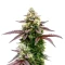 Sementes Feminizadas de Blue Forest Berry (Growers Choice)