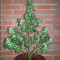 Buddha Magnum Auto Seeds