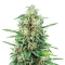 Ceres Kush feminized seeds