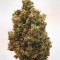 Graines de cannabis Cherry Grapefruit (Kera Seeds)