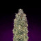 Critical Purple Kush feminized seeds