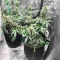 Forum Stomper Auto (Mephisto Genetics)