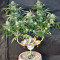 Graines féminisées de Grandmommy Purple (Herbies Seeds)