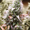 Hindu Kush Regular (Sensi Seeds)