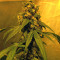 Holy Grail Kush (DNA Genetics)