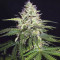 Semillas feminizadas Lemon Pie Auto (Fast Buds)