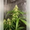 Graines de cannabis Northern Light (RQS)