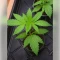 Permanent Marker Seeds