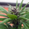 Purple Punch Seeds (Barney's Farm)