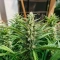 Strawberry Banana Auto Seeds