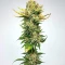 Super Mutant Mass (Critical Mass Collective Seeds)