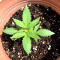Tangie Regular (Reserva Privada)
