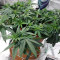 THC Pro Seeds