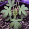 The New Seeds