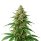 Trippy Pebbles Seeds (Big Head Seeds)