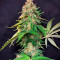 Super Silver Haze Seeds (Green House Seeds)