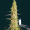 Semi Femminizzati Wedding Glue Auto (Seedstockers)