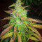 Blue Dream Autoflower (Herbies Seeds)