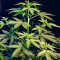 Bubblegum Autoflower (Herbies Seeds)
