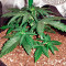 Grandaddy Purple Autoflower (Herbies Seeds)