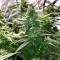 K.O Crop Auto Seeds