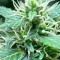 Auto Duck strain
