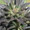 Auto Jack Herer (Advanced Seeds)