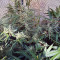 Auto Malawi x Northern Lights