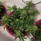 Auto Super Skunk (Auto Skunk) (Original Sensible Seeds)
