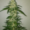Big Bomb feminized seeds