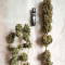 Semillas feminizadas Black Jack (Sweet Seeds)