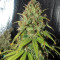 Cinderella XX (Brothers Grimm Seeds)