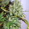 Destroyer Seeds