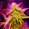 Girl Scout Cookies feminized seeds (Original Sensible Seeds)