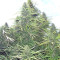 Golden Tiger Regular seeds
