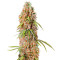 Green Crack Autoflower (Herbies Seeds)