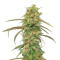 Haze x Kali China (Ace Seeds)