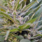 Kali China Breeders Pack semi femminizzati