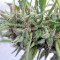Malawi Regular (Ace Seeds)